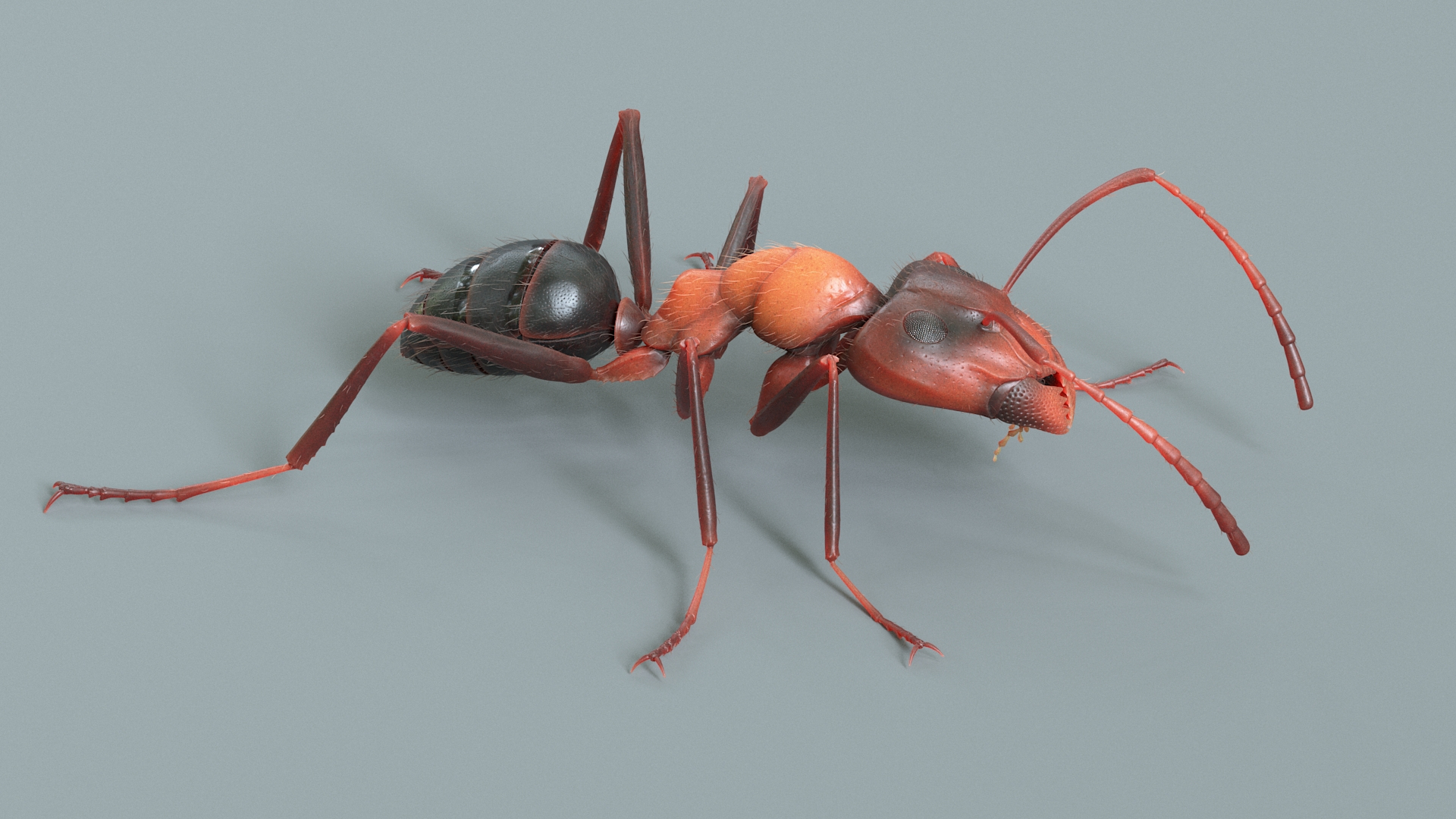 Red Ant Rigged 3D model https://p.turbosquid.com/ts-thumb/Aw/6Xfhd5/tN/antrednimone/jpg/1714652799/1920x1080/turn_fit_q99/813322216a2860f32d8e965b3509f84c1321fb63/antrednimone-1.jpg