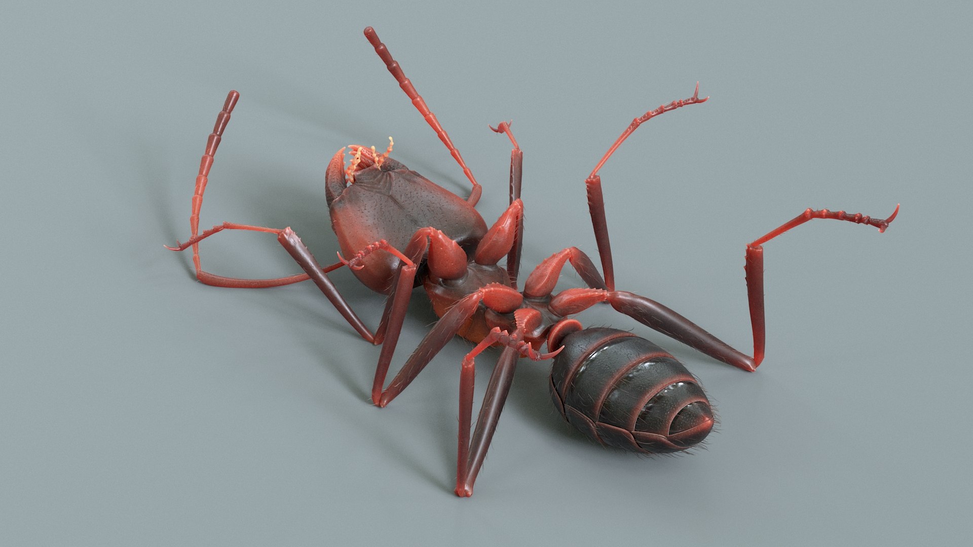 Red Ant Rigged 3D model https://p.turbosquid.com/ts-thumb/Aw/6Xfhd5/tx/ant_red_rigged_12/jpg/1714652266/1920x1080/fit_q87/515347f530037072df17db936a59401168c22f4e/ant_red_rigged_12.jpg