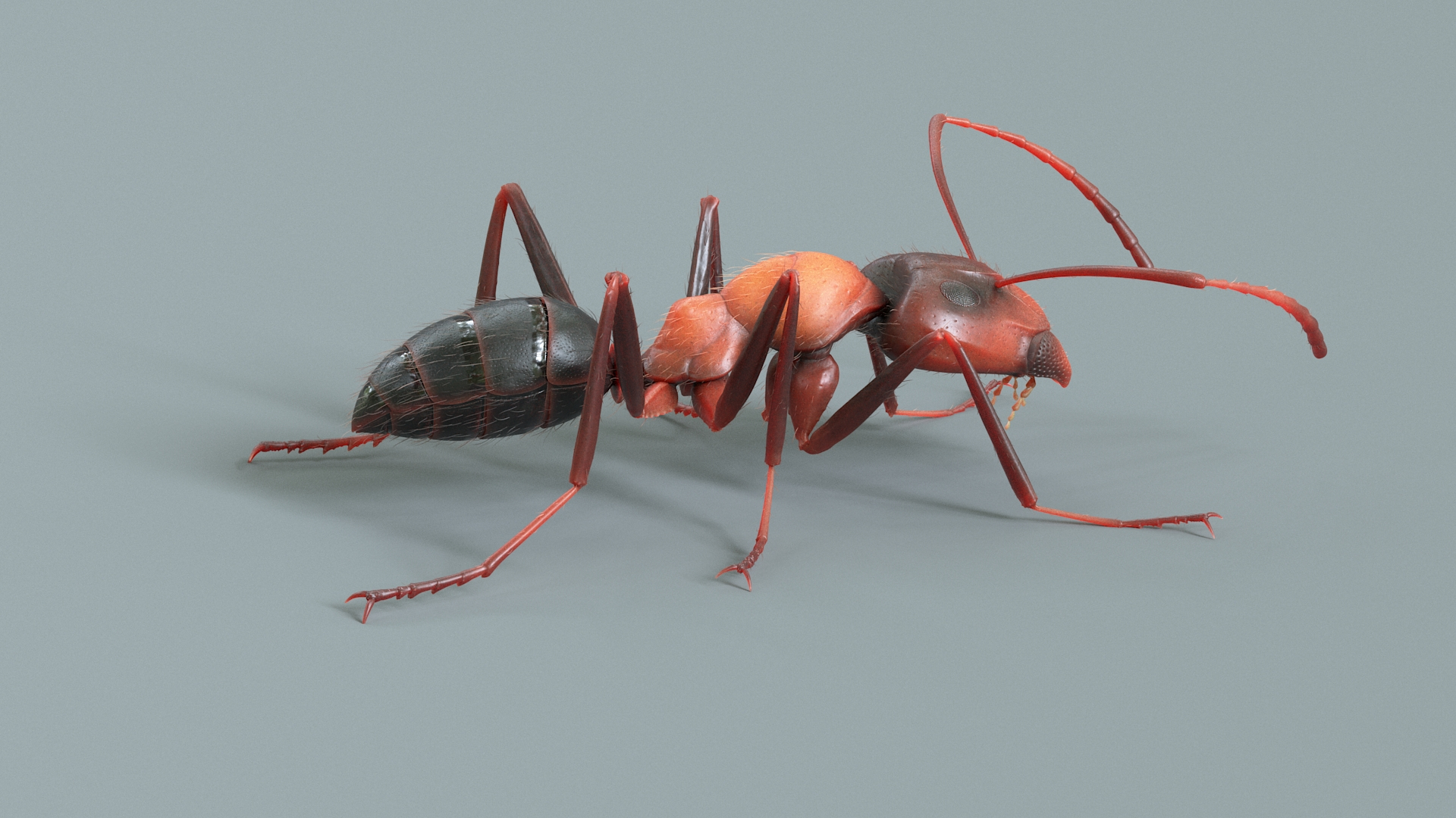 Red Ant Rigged 3D model https://p.turbosquid.com/ts-thumb/Aw/6Xfhd5/zK/antredtba/jpg/1714652535/1920x1080/turn_fit_q99/5e7c1e9fc48f19c1c7759cf620fff5fb5617e75b/antredtba-1.jpg