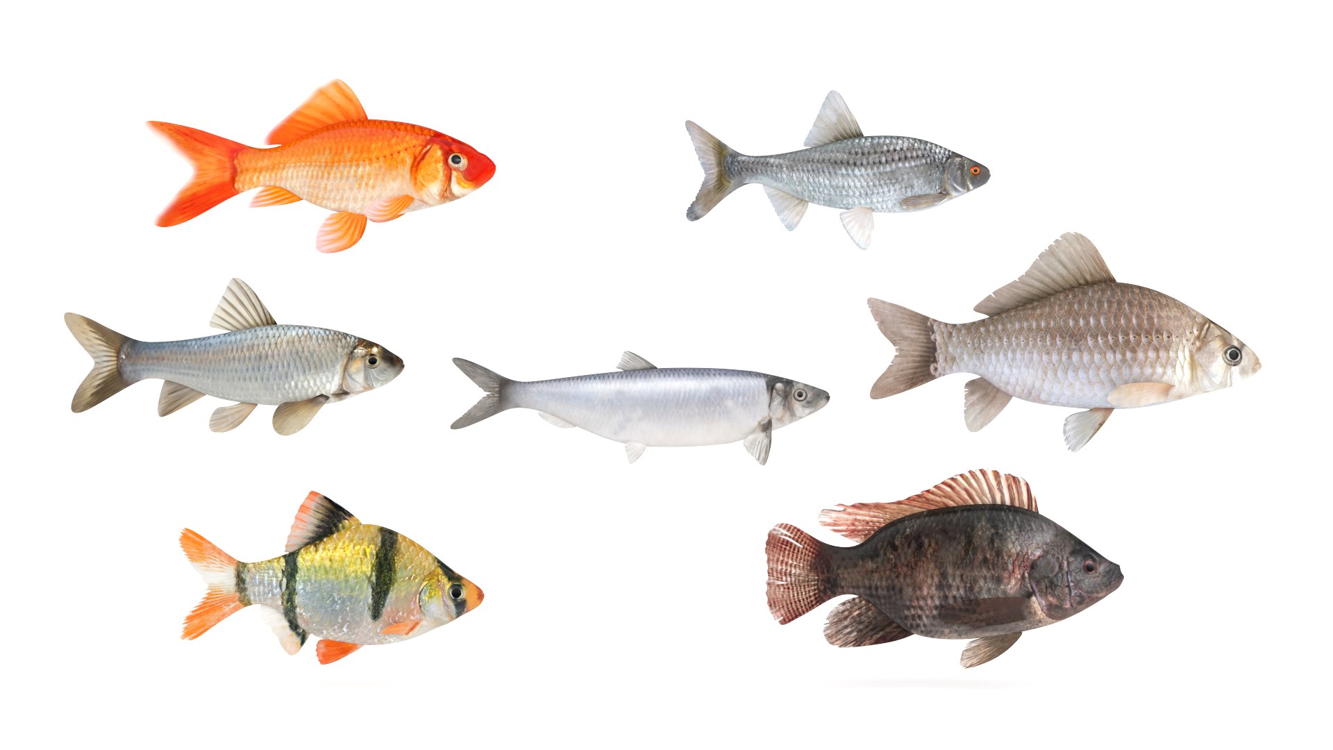 Fish Collection model https://p.turbosquid.com/ts-thumb/Aw/7g9TMZ/rU/00000/png/1768237337/1920x1080/fit_q87/98f6dc442166853adda8c23a1719dd5b4e00be0c/00000.jpg