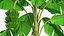 Árbol de plátano con racimo de plátano verde