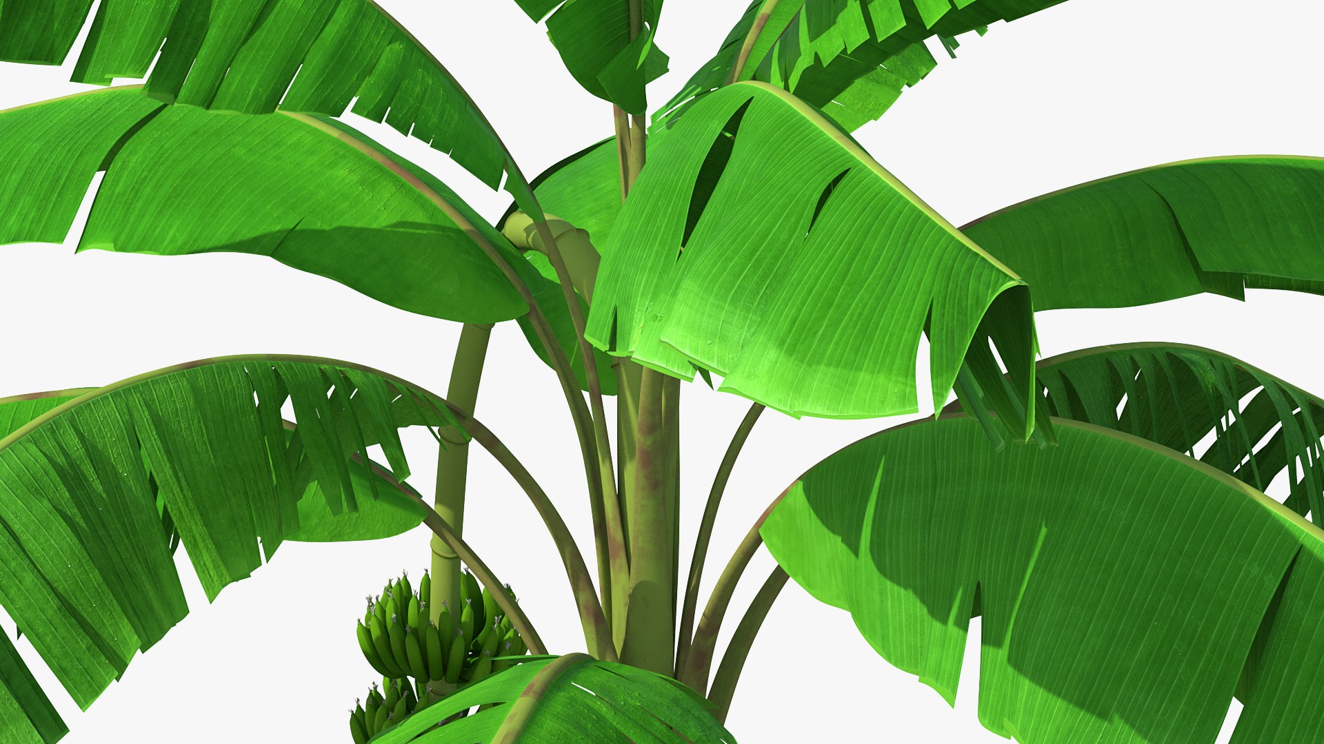 3D banana tree green cluster https://p.turbosquid.com/ts-thumb/Aw/7rAYMh/Euj2ttbt/bananatreewithgreenbananaclustermb3dmodel008/jpg/1592521491/1920x1080/fit_q87/db1452e047e5703f4b9fd0fccb44341efcb54fef/bananatreewithgreenbananaclustermb3dmodel008.jpg