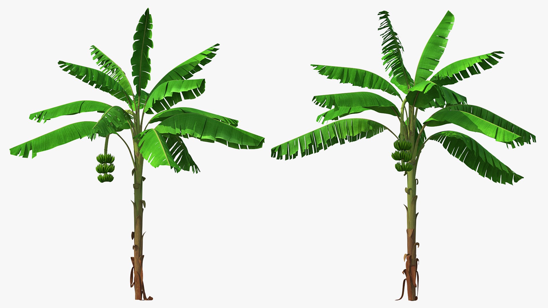 Banana Tree with Green Banana Cluster 3D model preview