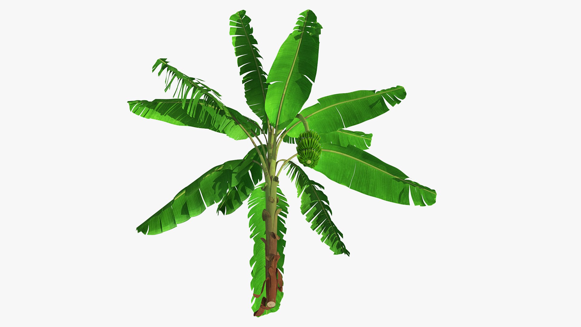 3D banana tree green cluster https://p.turbosquid.com/ts-thumb/Aw/7rAYMh/Mq8VZueO/bananatreewithgreenbananaclustermb3dmodel015/jpg/1592521547/1920x1080/fit_q87/7b2d89f8d3375f92212b781b3b47560b88da3654/bananatreewithgreenbananaclustermb3dmodel015.jpg