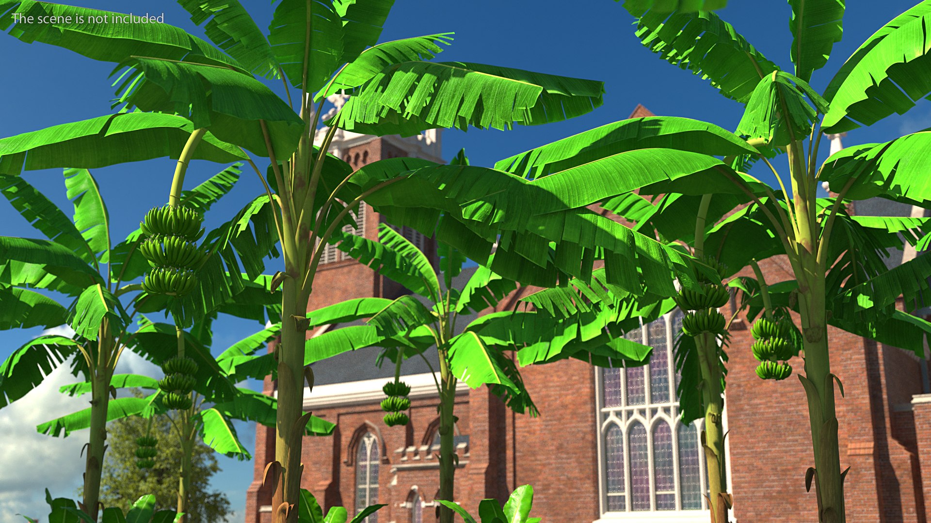 3D banana tree green cluster https://p.turbosquid.com/ts-thumb/Aw/7rAYMh/Sb8vlRIv/bananatreewithgreenbananaclustermb3dmodel003/jpg/1592521446/1920x1080/fit_q87/c7baf7a73a7f45b7ba13520750427d880ec29dfa/bananatreewithgreenbananaclustermb3dmodel003.jpg
