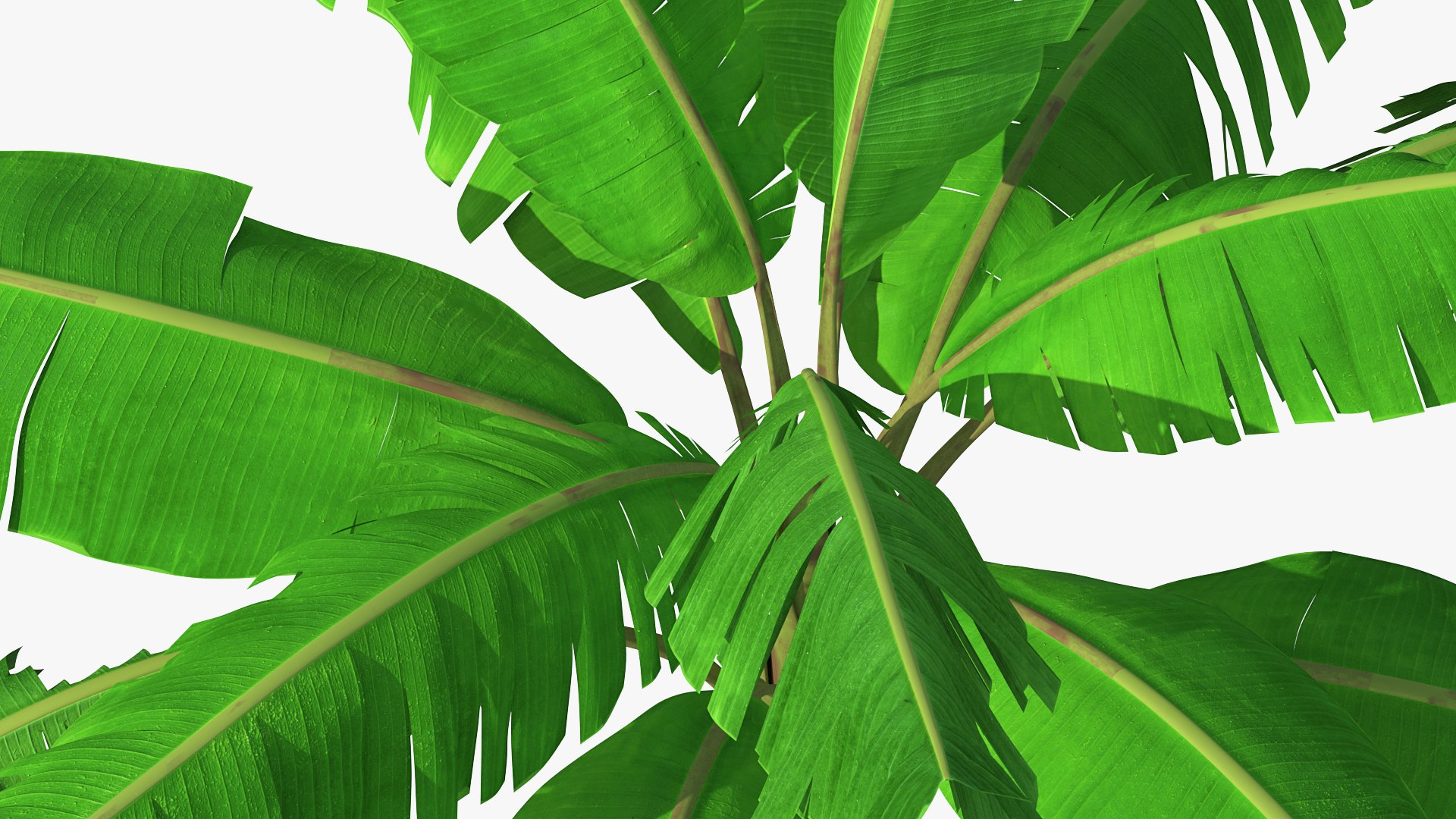 3D banana tree green cluster https://p.turbosquid.com/ts-thumb/Aw/7rAYMh/UrDt3ZkR/bananatreewithgreenbananaclustermb3dmodel014/jpg/1592521540/1920x1080/fit_q87/e05328b7da532777feab1fcc586697425ad811b8/bananatreewithgreenbananaclustermb3dmodel014.jpg
