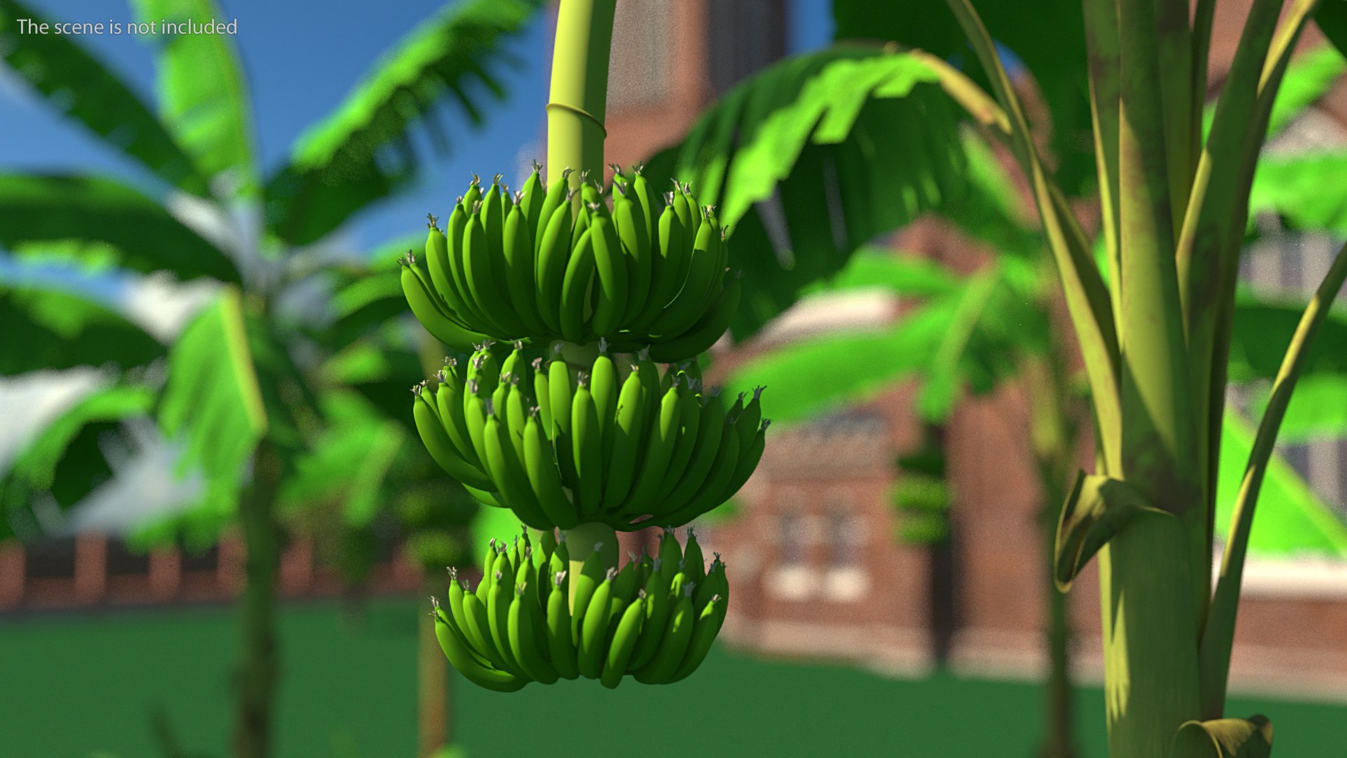 3D banana tree green cluster https://p.turbosquid.com/ts-thumb/Aw/7rAYMh/YbZwZmdS/bananatreewithgreenbananaclustermb3dmodel004/jpg/1592521454/1920x1080/fit_q87/503d283d8defde5fa4f63d1216af300e8695cdb5/bananatreewithgreenbananaclustermb3dmodel004.jpg