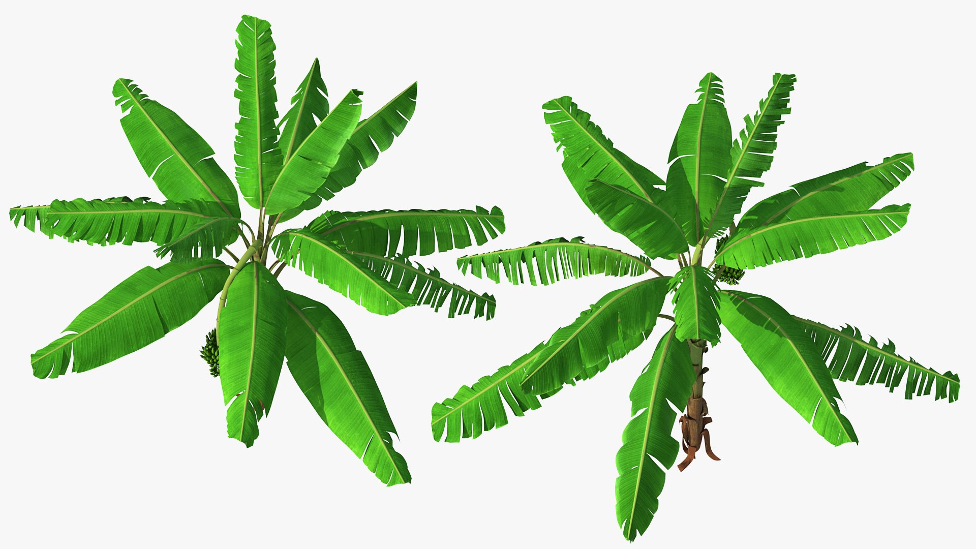 3D banana tree green cluster https://p.turbosquid.com/ts-thumb/Aw/7rAYMh/bN2ZJJkE/bananatreewithgreenbananaclustermb3dmodel005/jpg/1592521469/1920x1080/fit_q87/777b36b28a7ee2a95df925f410fa71e462de85db/bananatreewithgreenbananaclustermb3dmodel005.jpg