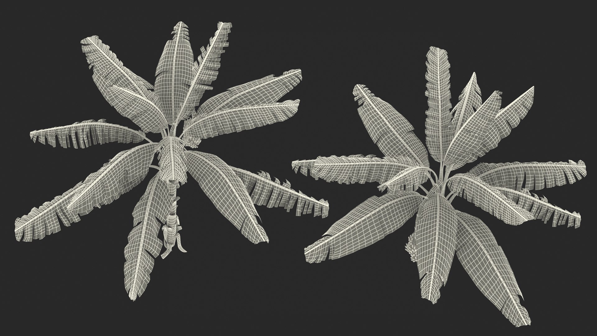 3D banana tree green cluster https://p.turbosquid.com/ts-thumb/Aw/7rAYMh/foMYzOc0/bananatreewithgreenbananaclustermb3dmodel026/jpg/1592521628/1920x1080/fit_q87/106c2d6cb6a40875e902ebe1fc1c7e06e26b37dd/bananatreewithgreenbananaclustermb3dmodel026.jpg