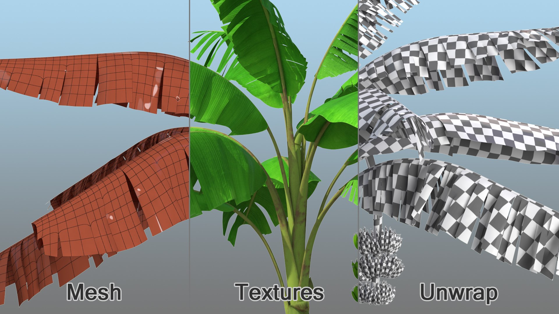 3D banana tree green cluster https://p.turbosquid.com/ts-thumb/Aw/7rAYMh/glbugmb9/bananatreewithgreenbananaclustermb3dmodel016/jpg/1592521555/1920x1080/fit_q87/11ca8be3d9177a2961da0ed91757b59898f0e0f2/bananatreewithgreenbananaclustermb3dmodel016.jpg