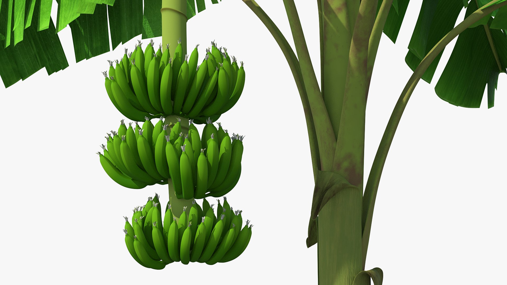 3D banana tree green cluster https://p.turbosquid.com/ts-thumb/Aw/7rAYMh/hDpRG46N/bananatreewithgreenbananaclustermb3dmodel010/jpg/1592521507/1920x1080/fit_q87/6380f4fa57d04899a1bded3762d49f2082b33d19/bananatreewithgreenbananaclustermb3dmodel010.jpg