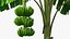 Árbol de plátano con racimo de plátano verde