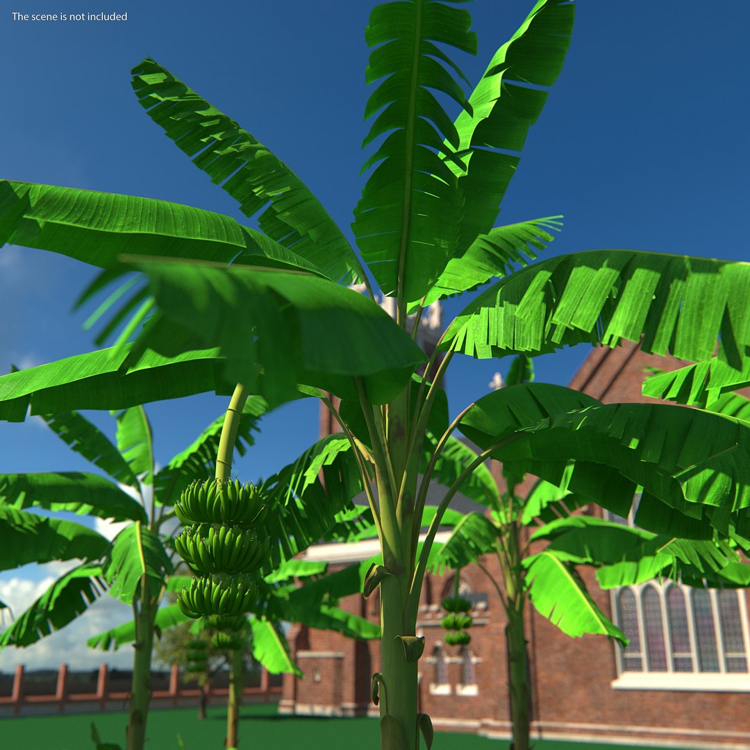 3D banana tree green cluster https://p.turbosquid.com/ts-thumb/Aw/7rAYMh/j7xNNuSP/bananatreewithgreenbananaclustermb3dmodel002/jpg/1592521436/1920x1080/fit_q87/898987adc3acfbaa71509eabd3d44762e3d98995/bananatreewithgreenbananaclustermb3dmodel002.jpg