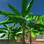 Árbol de plátano con racimo de plátano verde