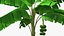 Árbol de plátano con racimo de plátano verde