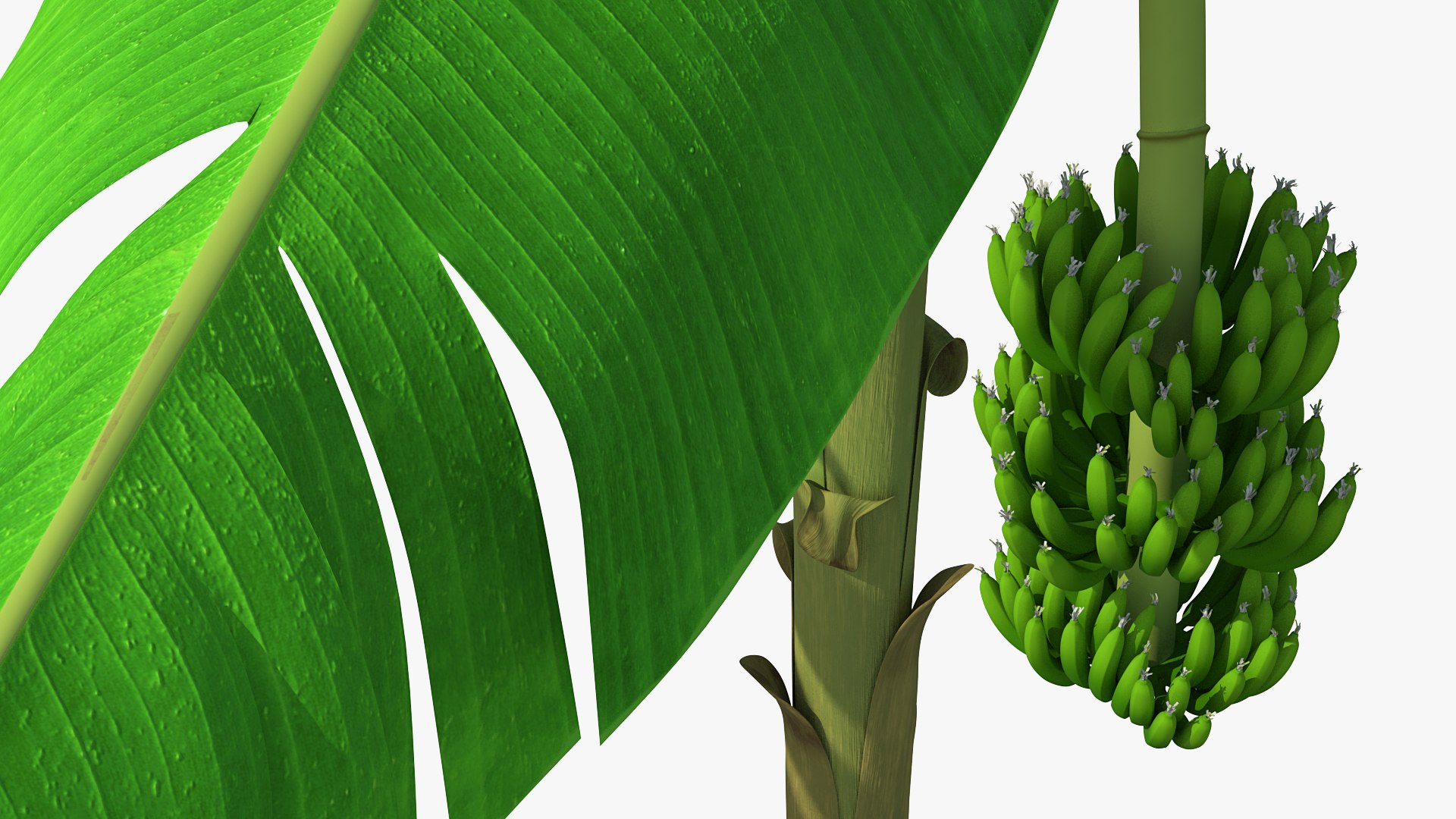 3D banana tree green cluster https://p.turbosquid.com/ts-thumb/Aw/7rAYMh/vVUmTKuy/bananatreewithgreenbananaclustermb3dmodel009/jpg/1592521499/1920x1080/fit_q87/9916e4a51ab2b4ef87a0d1ae59ae9cd2214aa657/bananatreewithgreenbananaclustermb3dmodel009.jpg