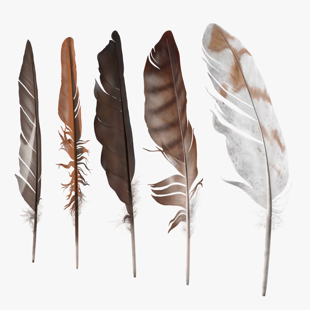 Bird Feathers 3D model preview