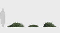 Casuarina glauca b