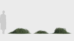 Casuarina glauca b