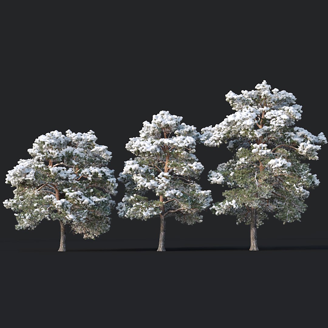 pines needles model https://p.turbosquid.com/ts-thumb/Aw/IMSoC6/9ZQ7f6YK/pinus2/jpg/1560607154/1920x1080/fit_q87/b5dd4a63535ef7338342d17d46c6819602840b67/pinus2.jpg