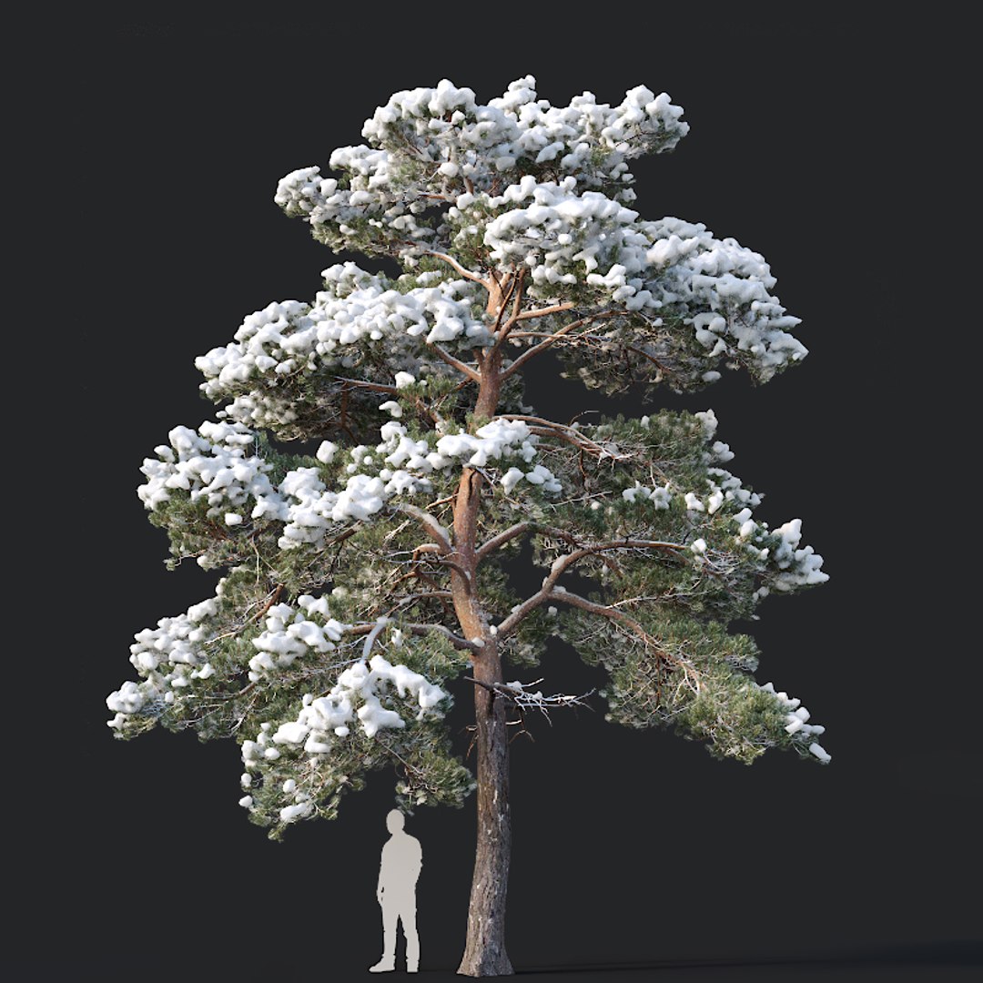 pines needles model https://p.turbosquid.com/ts-thumb/Aw/IMSoC6/JpHdtGZZ/pinus6/jpg/1560607154/1920x1080/fit_q87/6ce2b977a313bedbd1b7e680fc7751fa408ec134/pinus6.jpg