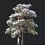 Pinus sylvestris #6. H7-10m. Winter. Three tree set