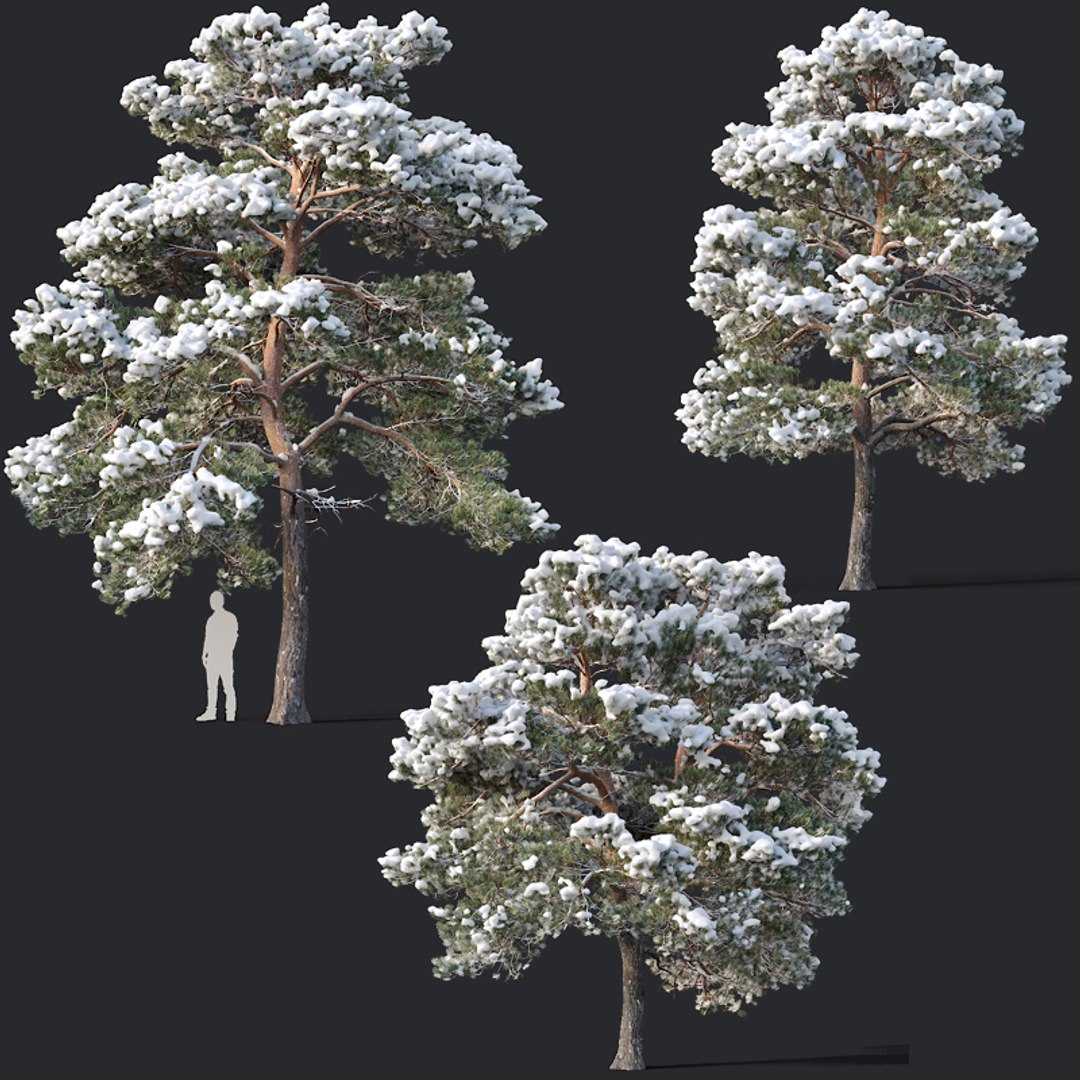 Pines Needles Model - TurboSquid 1415880