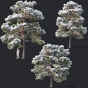 pines needles model