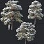 Pinus sylvestris #6. H7-10m. Winter. Three tree set