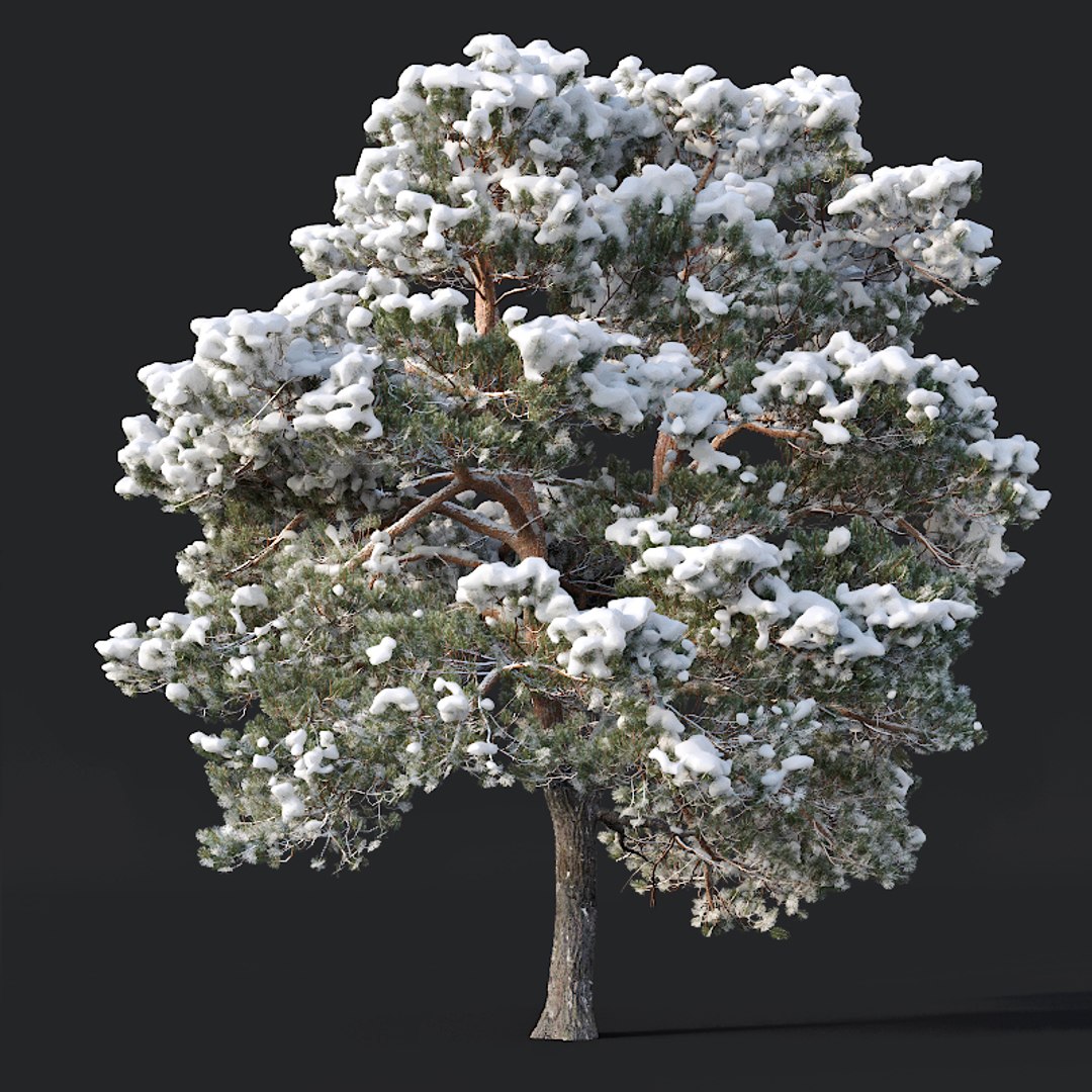 pines needles model https://p.turbosquid.com/ts-thumb/Aw/IMSoC6/ZL2smN0T/pinus5/jpg/1560607154/1920x1080/fit_q87/fb211affe7f6d6708fde52c076b6b4764960eefb/pinus5.jpg
