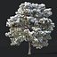 Pinus sylvestris #6. H7-10m. Winter. Three tree set