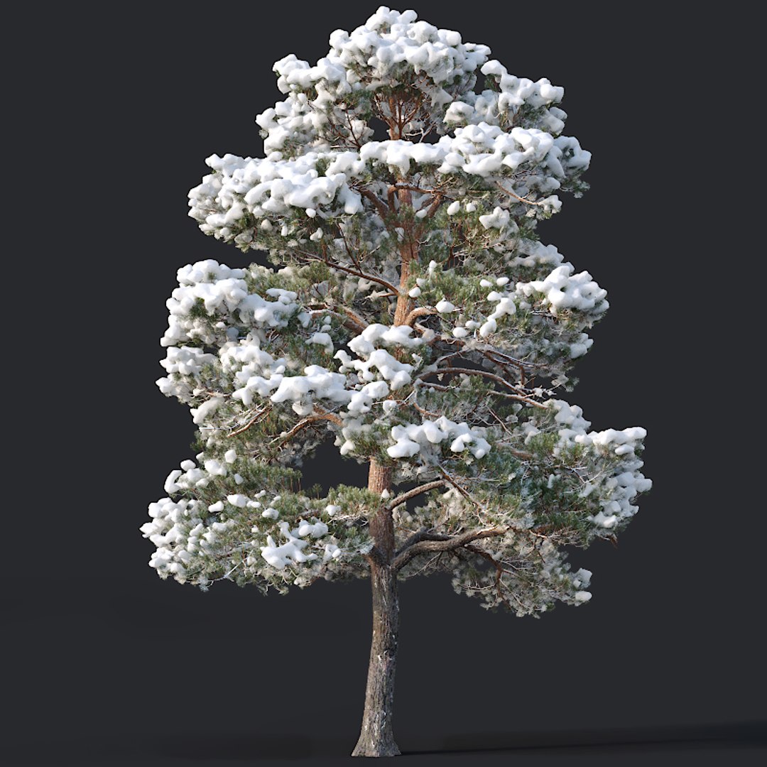 pines needles model https://p.turbosquid.com/ts-thumb/Aw/IMSoC6/cckcAU7l/pinus4/jpg/1560607154/1920x1080/fit_q87/a553fcadaf28d7b2c0a88c9a0cc58222c89a7dab/pinus4.jpg