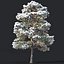 Pinus sylvestris #6. H7-10m. Winter. Three tree set