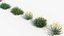 Santolina rosmarinifolia Holy flax 3D Model 02