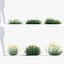 Santolina rosmarinifolia Holy flax 3D Model 02