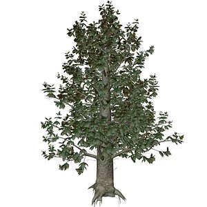 3D Southern Magnolia Tree - 08 -