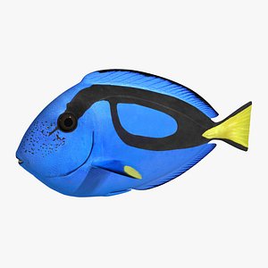 3d blue tang - paracanthurus