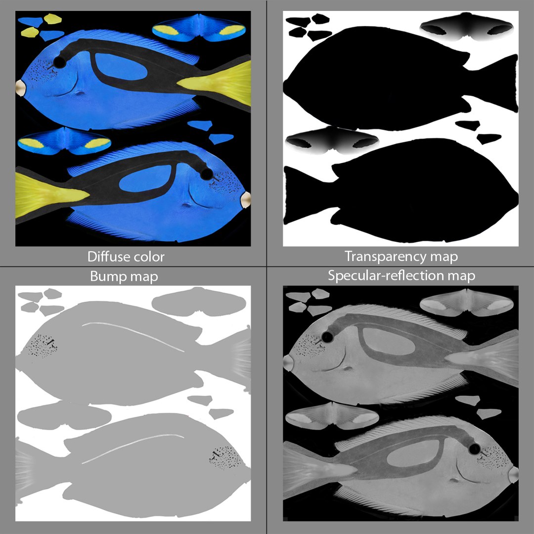 3d Blue Tang - Paracanthurus