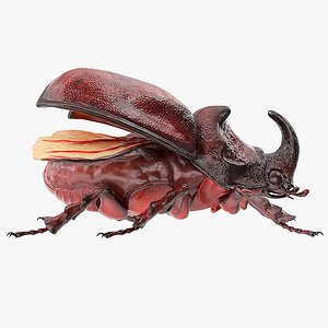 rhinoceros beetle oryctes nasicornis model