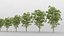 5 platanus tree leaves 3D model
