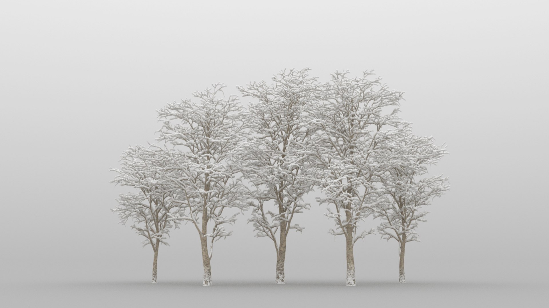 5 Platanus Tree Leaves 3D Model - TurboSquid 1579874