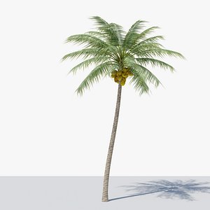 Coconut Palm v2