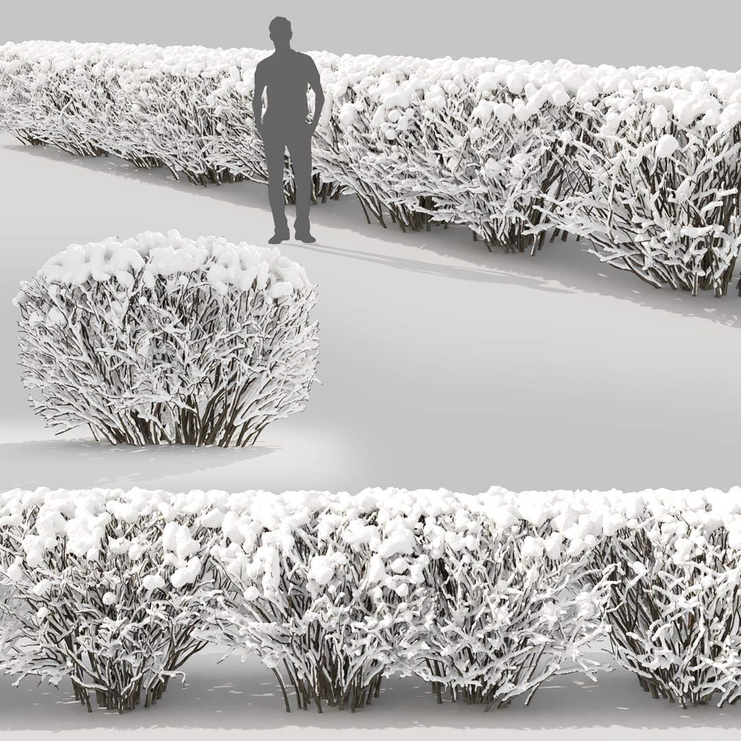 3D model hedge cotoneaster winter https://p.turbosquid.com/ts-thumb/Aw/dx1HTi/3C/3/jpg/1612872363/1920x1080/fit_q87/454f60f83630f92a2fc23e2cd09d02f969e86d60/3.jpg
