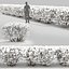 Cotoneaster lucidus hedge 02 invierno
