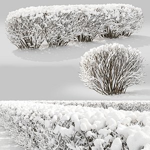 3D model hedge cotoneaster winter