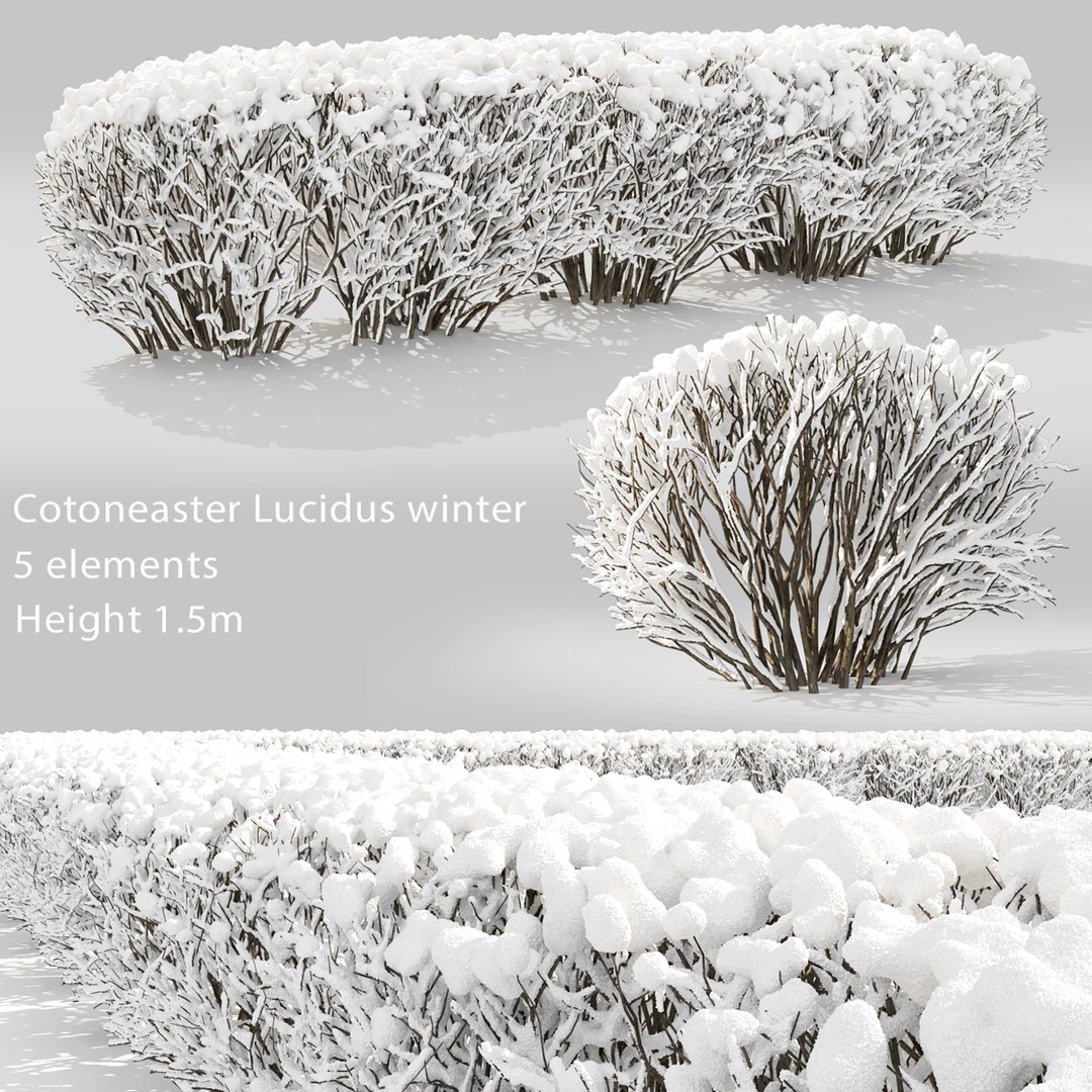 3D model hedge cotoneaster winter https://p.turbosquid.com/ts-thumb/Aw/dx1HTi/Xv/1/jpg/1612872363/1920x1080/fit_q87/b116cf2a0b9954c8163b21c8857b3d0193819b92/1.jpg