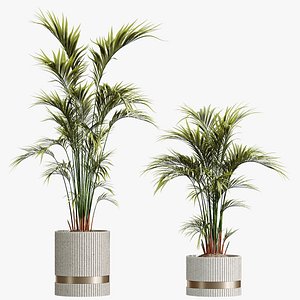 3D AV HousePlants Areca Majesty Cat Reed Palm model
