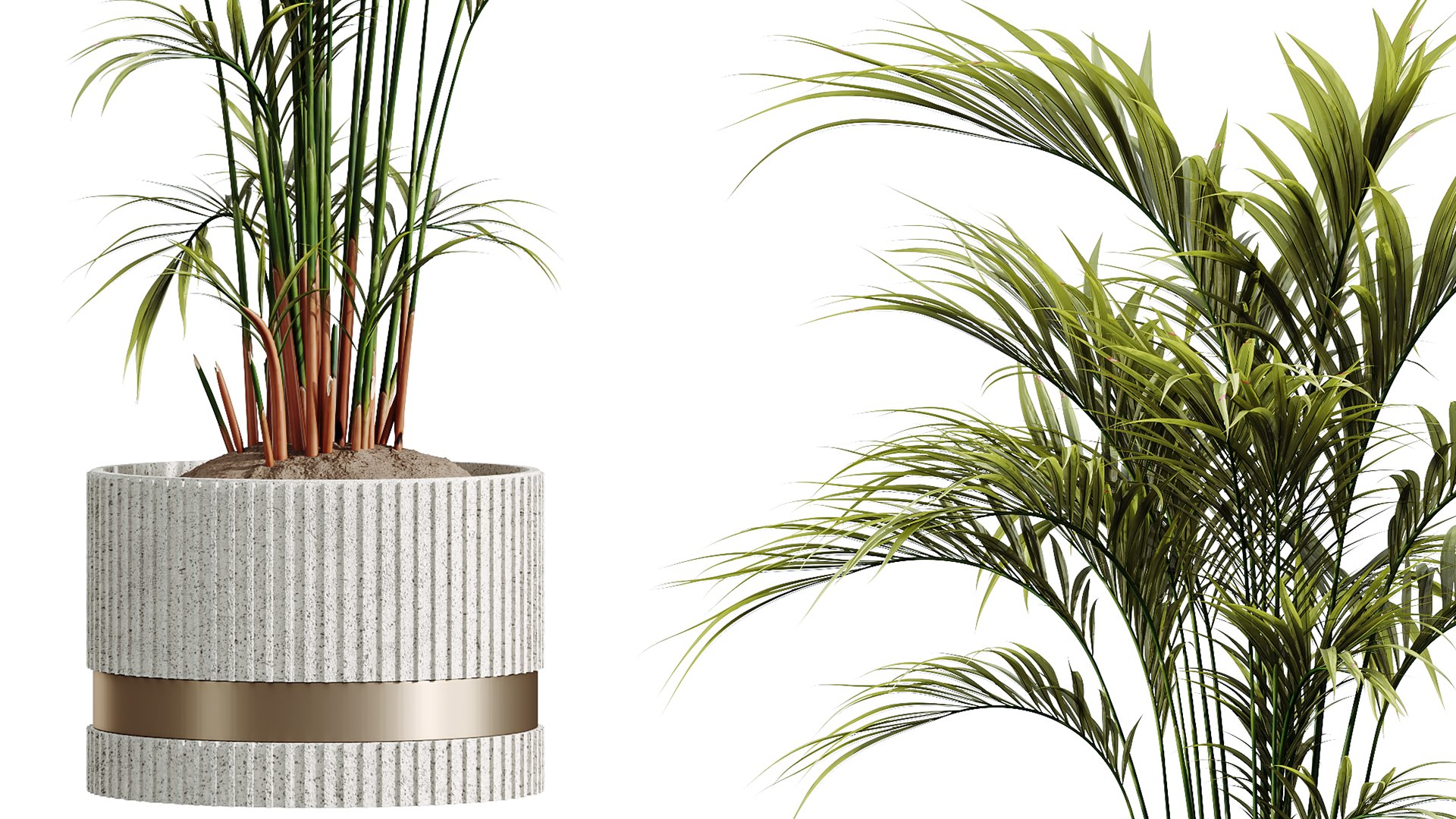 3D AV HousePlants Areca Majesty Cat Reed Palm Model - TurboSquid 2396469