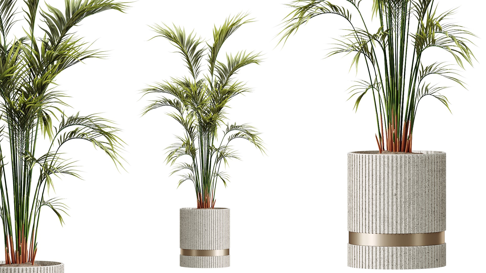3D AV HousePlants Areca Majesty Cat Reed Palm Model - TurboSquid 2396469