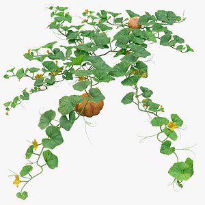 Pumpkin plant model